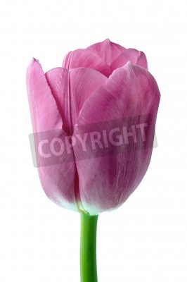 Fototapete Nahaufnahme einer rosa Tulpe