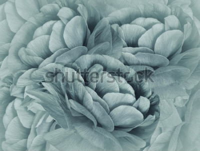 Fototapete Nahaufnahme einer türkisfarbenen Blume