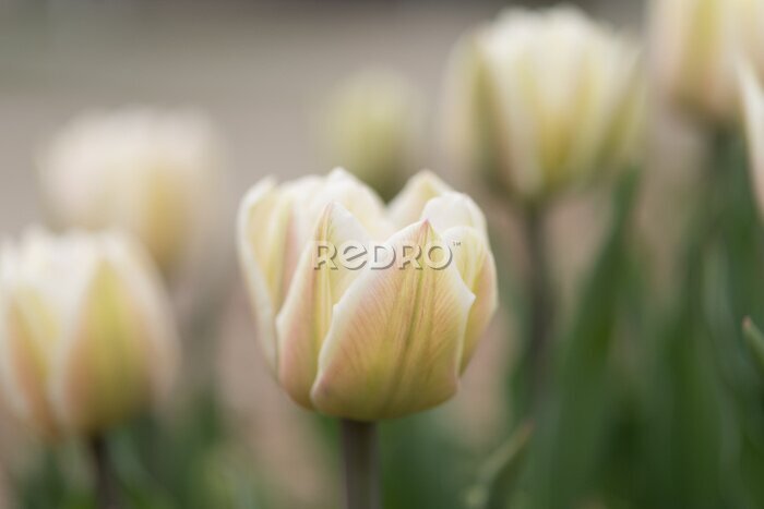Fototapete Nahaufnahme einer weißen Tulpenblüte