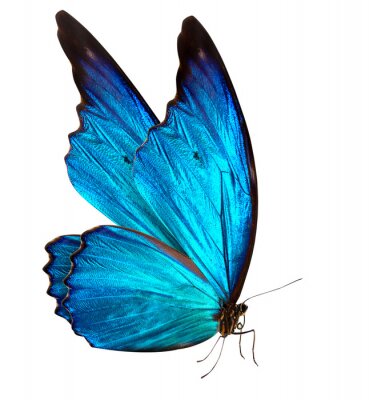 Nahaufnahme eines blauflügeligen Schmetterlings