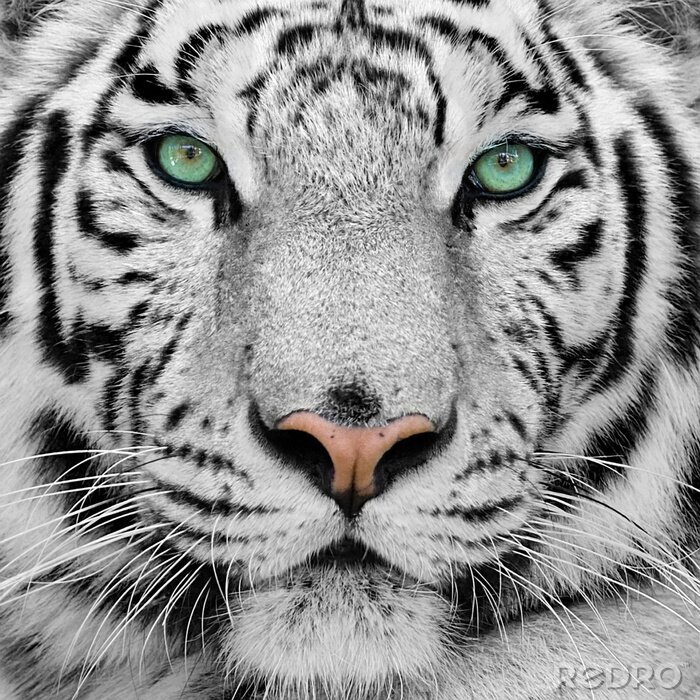 Fototapete Nahaufnahme eines grünäugigen tigers