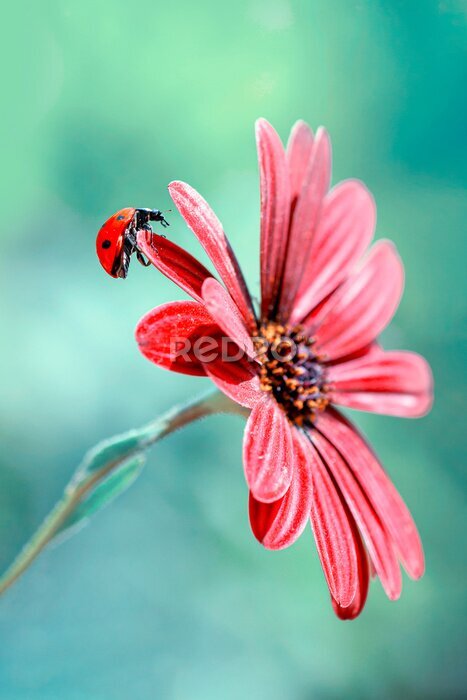 Fototapete Nahaufnahme eines Marienkäfers auf einer roten Blume