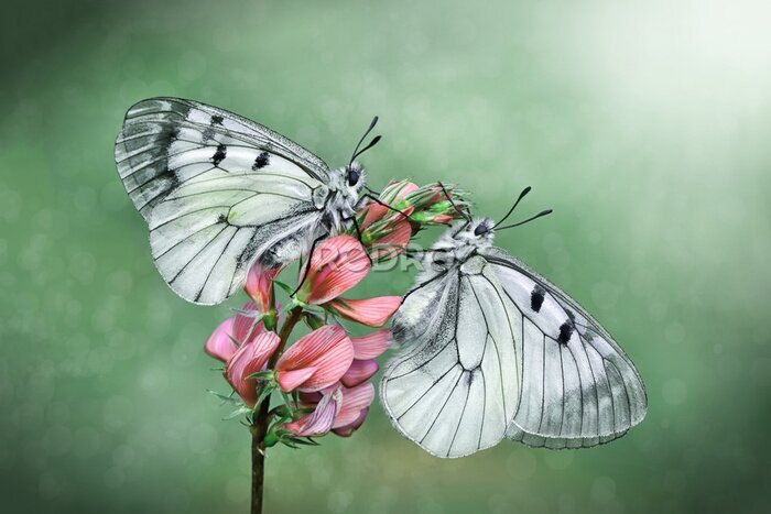 Fototapete Nahaufnahme eines schönen Schmetterlings, der auf einer Blume sitzt