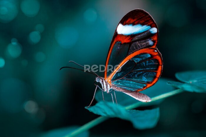 Fototapete Nahaufnahme eines schönen Schmetterlings im Sommergarten