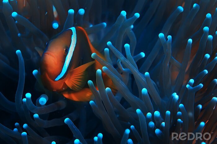 Fototapete Nahaufnahme von Anemonenfisch im Korallenriff