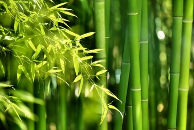 Nahaufnahme von Bambus und Blätter