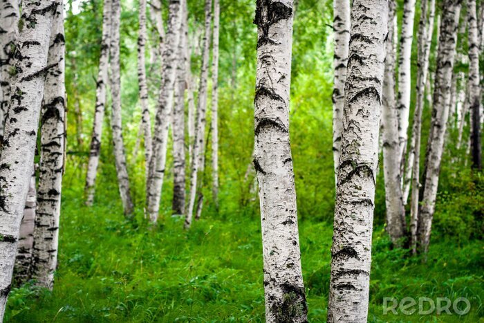 Fototapete Nahaufnahme von Birkenstümpfen
