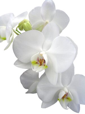 Fototapete Nahaufnahme von der weißen Blume