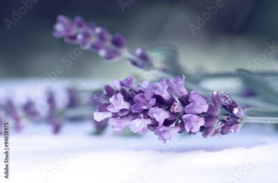 Fototapete Nahaufnahme von Lavendel