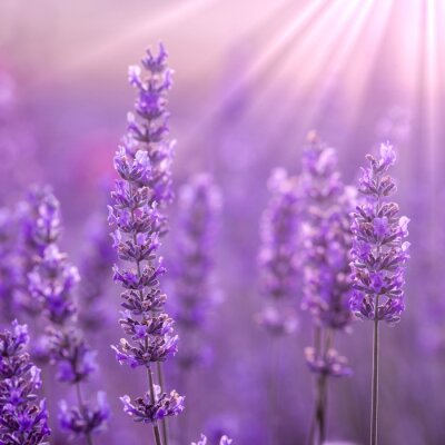 Fototapete Nahaufnahme von Lavendelblüten