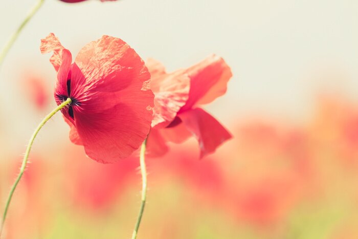 Fototapete Nahaufnahme von Mohnblumen