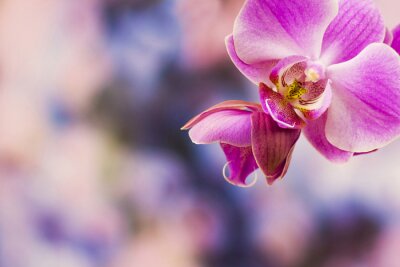 Fototapete Nahaufnahme von rosa Orchidee