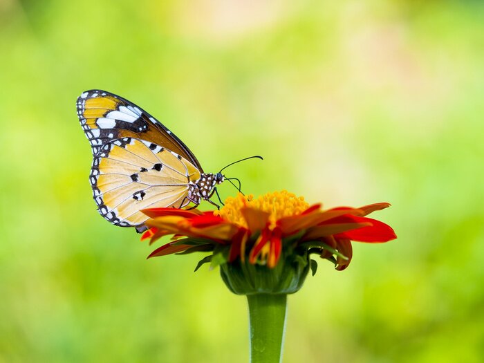 Fototapete Nahaufnahme von Schmetterling auf Blume