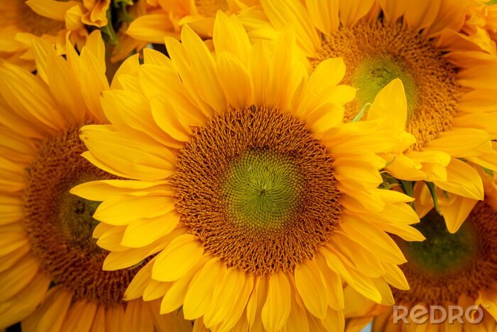 Fototapete Nahaufnahme von Sonnenblumen