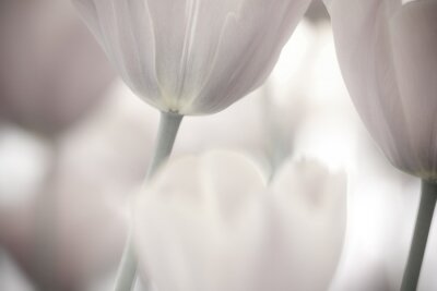 Fototapete Nahaufnahme von weißen Tulpen