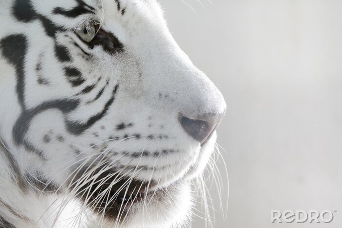 Fototapete Nahes porträt eines weißen tigers