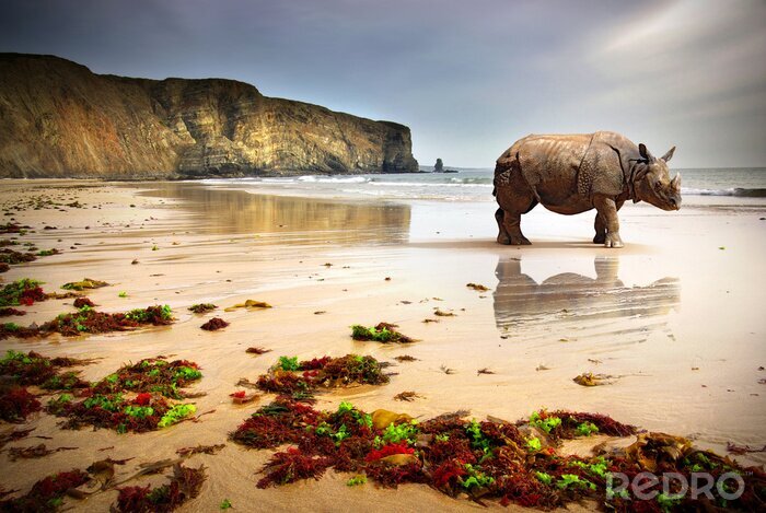 Fototapete Nashorn am Strand