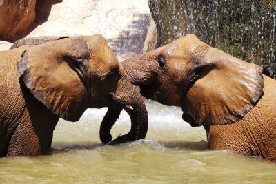 Fototapete Nasse Elefanten im Wasser