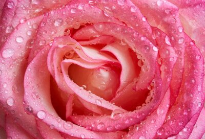 Fototapete Nasse rosa Rose