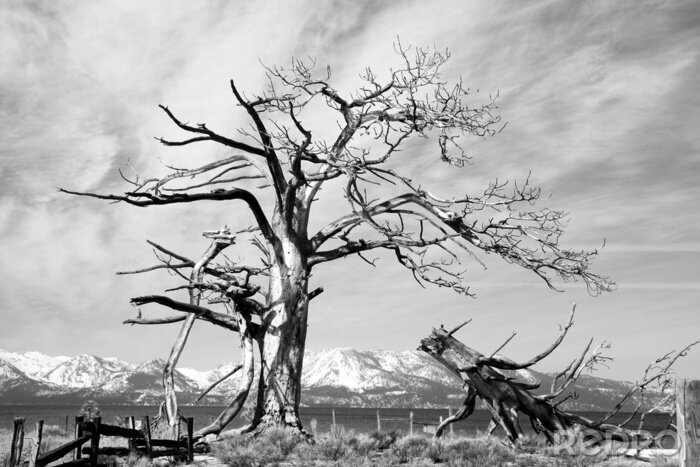 Fototapete Natu Berge gebrochene Äste auf dem Hintergrund