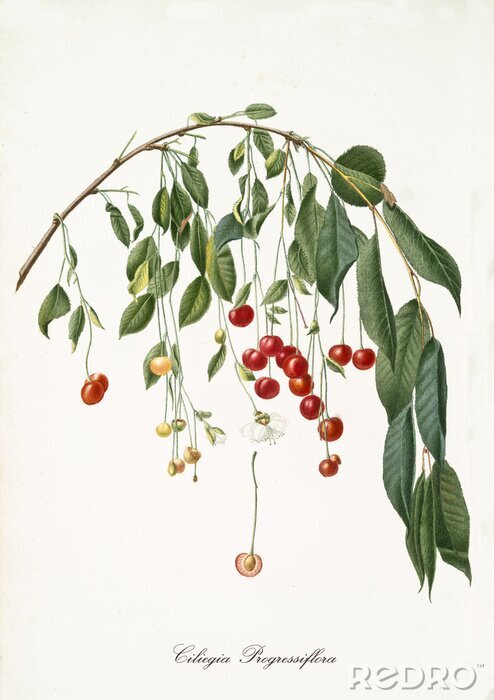 Fototapete Natürlich hängende rote Kirschen