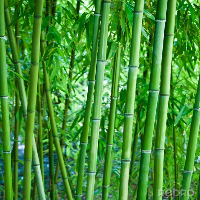 Fototapete Natürliche Bambusse