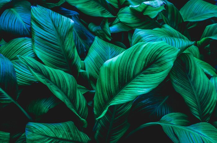 Fototapete Natürliche exotische Blätter