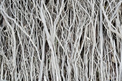 Natürliche getrocknete Zweige