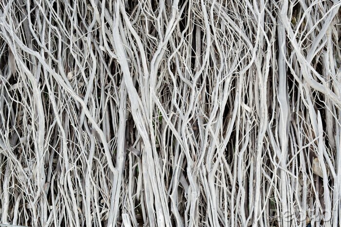 Fototapete Natürliche getrocknete Zweige