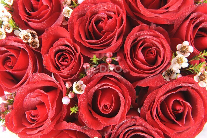 Fototapete Natürliche rote Rosen Hintergrund