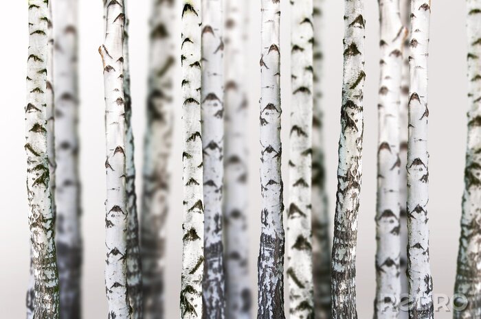 Fototapete Natürlichen Hintergrund - Birke - wallpaper