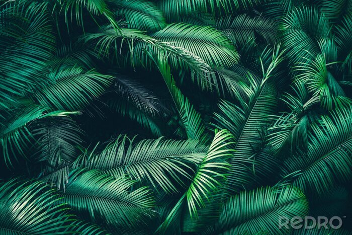 Fototapete Natürlicher Hintergrund der tropischen Pflanzen