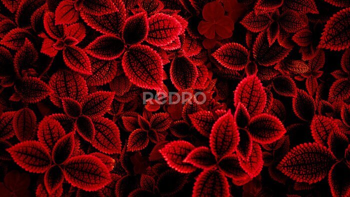 Fototapete Natürlicher Hintergrund mit roten Blättern