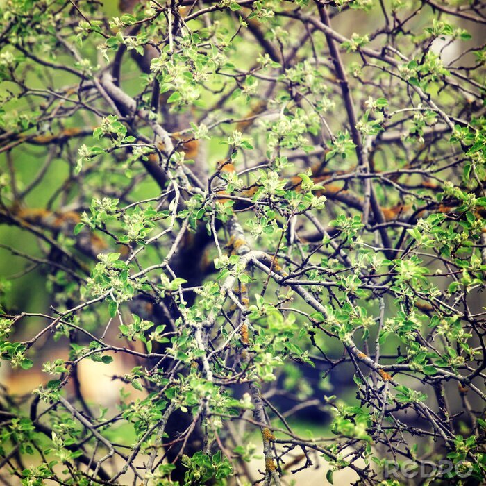 Fototapete Natur als begrünter Baum