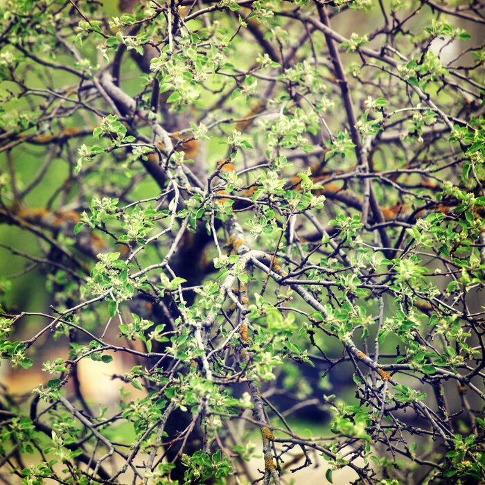 Fototapete Natur als begrünter Baum