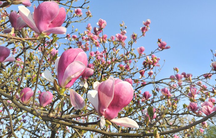 Fototapete Natur als blühende Magnolie