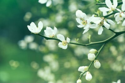 Fototapete Natur als Frühlingsblume