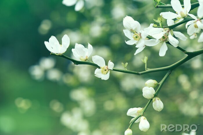 Fototapete Natur als Frühlingsblume