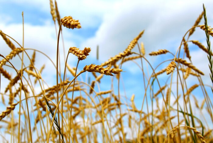 Fototapete Natur als Getreide und Himmel