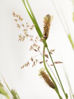 Fototapete Natur als Gräser