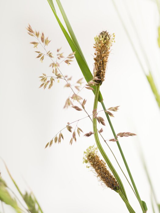 Fototapete Natur als Gräser