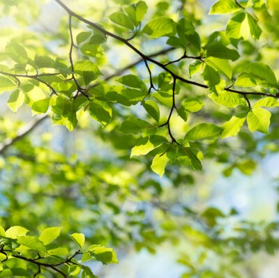 Fototapete Natur als grüne Blätter