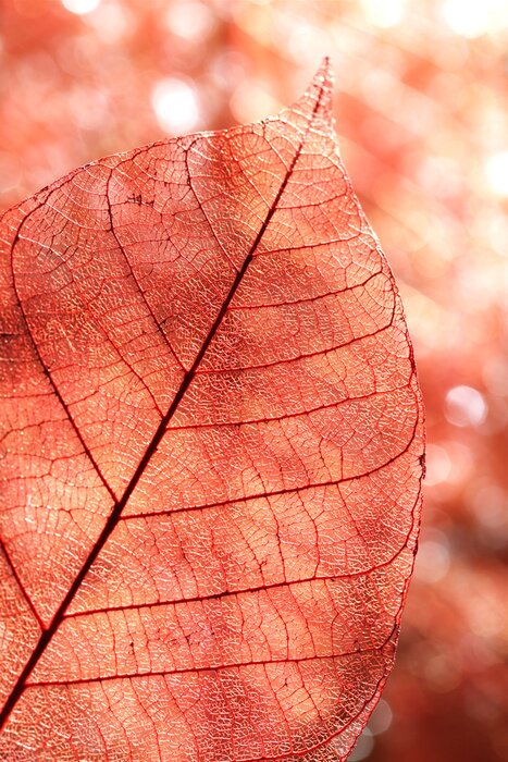 Fototapete Natur als herbstliches Blatt