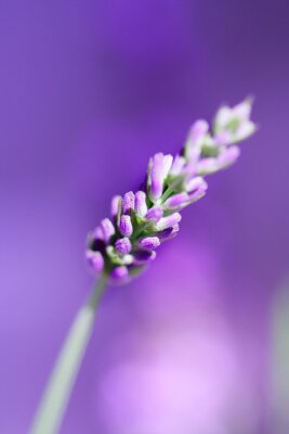 Natur als Lavendelzweig