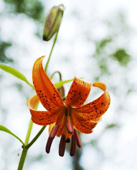 Fototapete Natur als Seerose