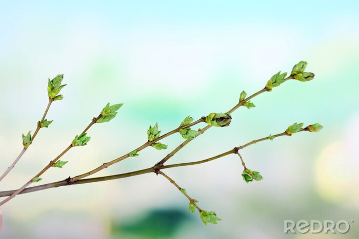 Fototapete Natur als Zweig mit Knospen