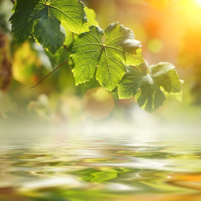 Fototapete Natur am Meer und Sonnenlicht