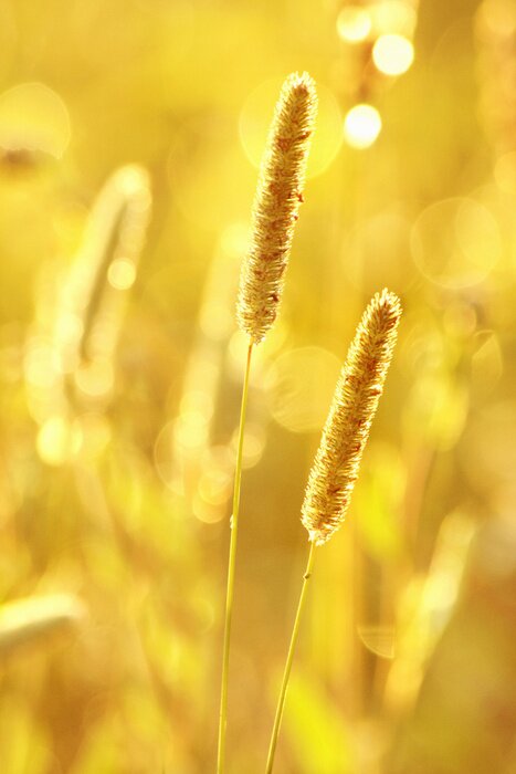 Fototapete Natur am sonnigen Tag