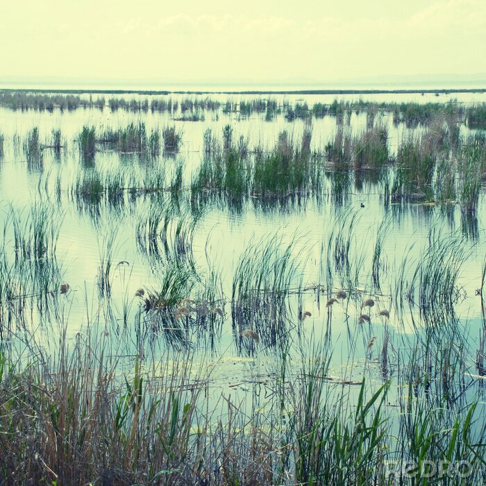 Fototapete Natur am Sumpf