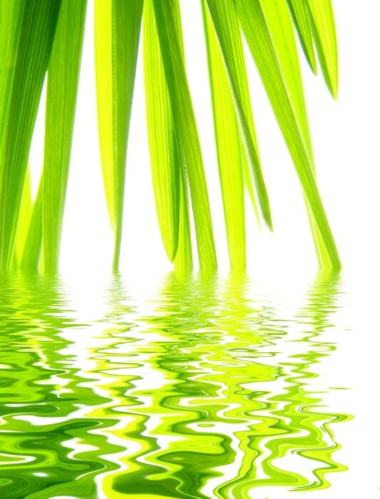 Fototapete Natur am Wasser